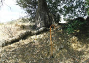Alistair's walking stick for scale to show roots of olive trees that he suspected were planted in Roman times (Parsata abandoned, Cyprus)